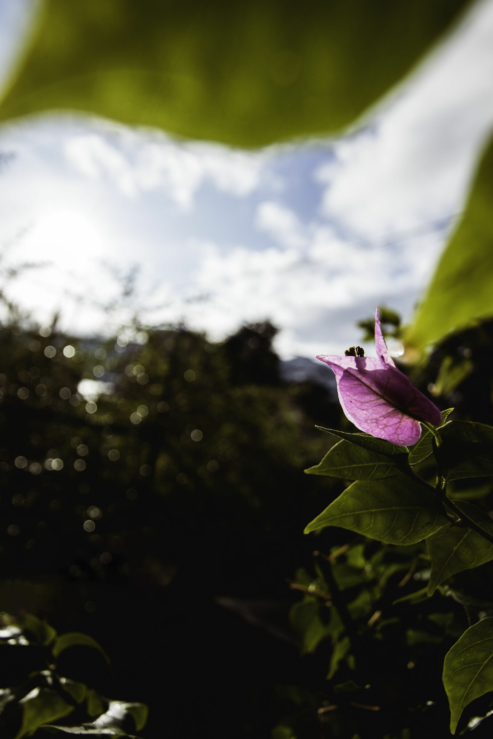 Dopo la pioggia... (3)