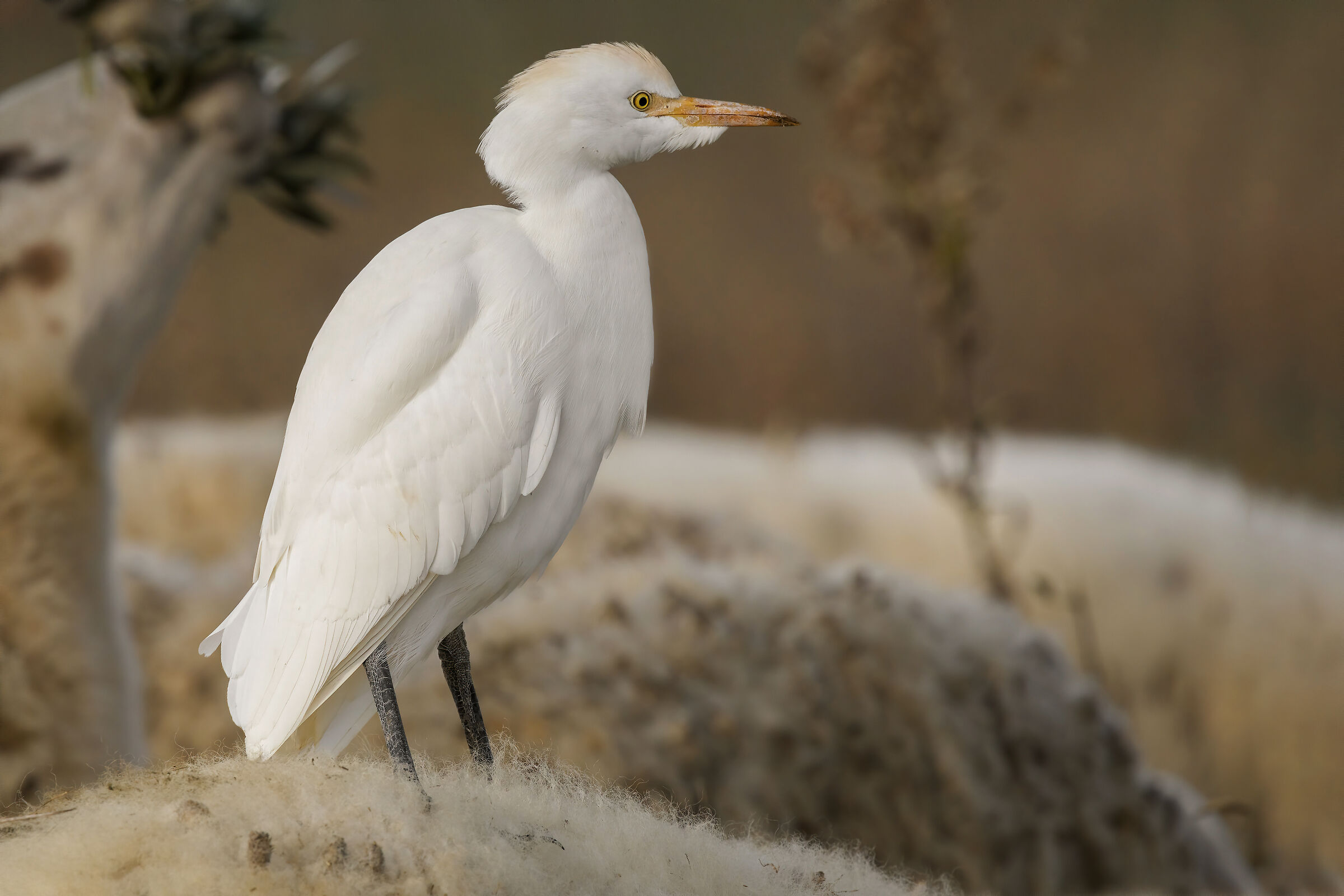 Airone guardabuoi (Bubulcus ibis)