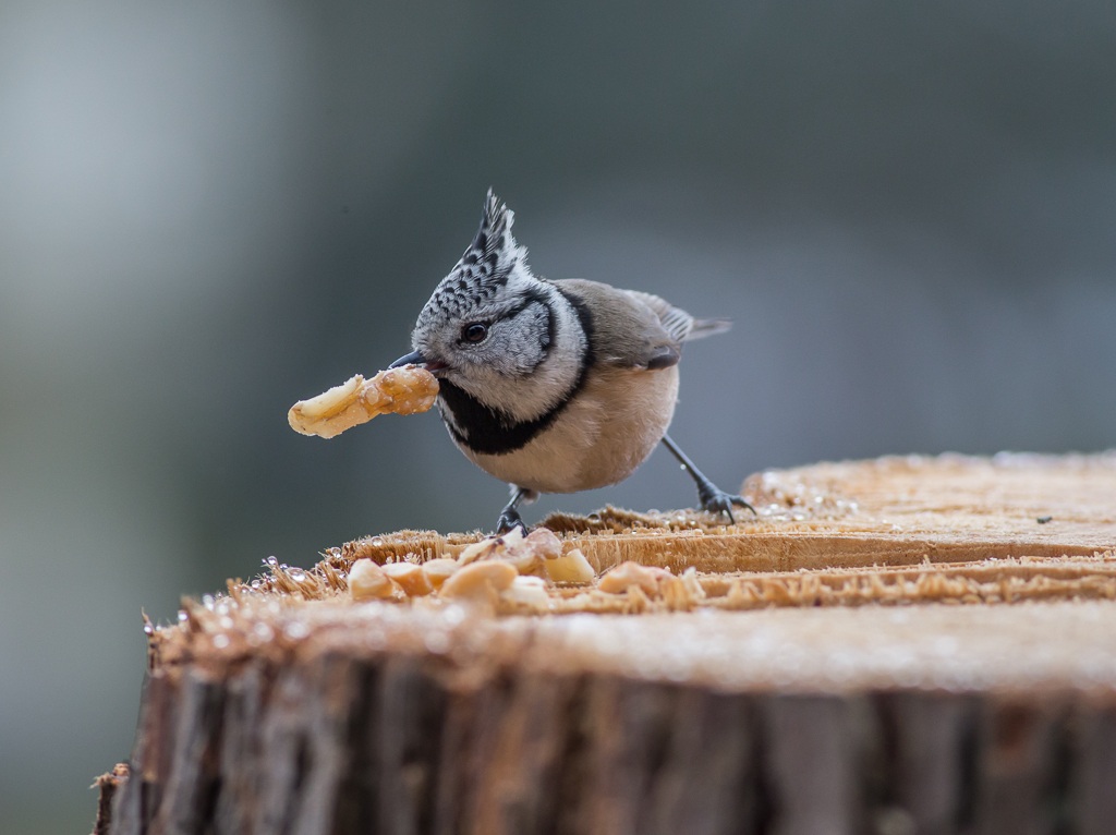 It will not be too much?