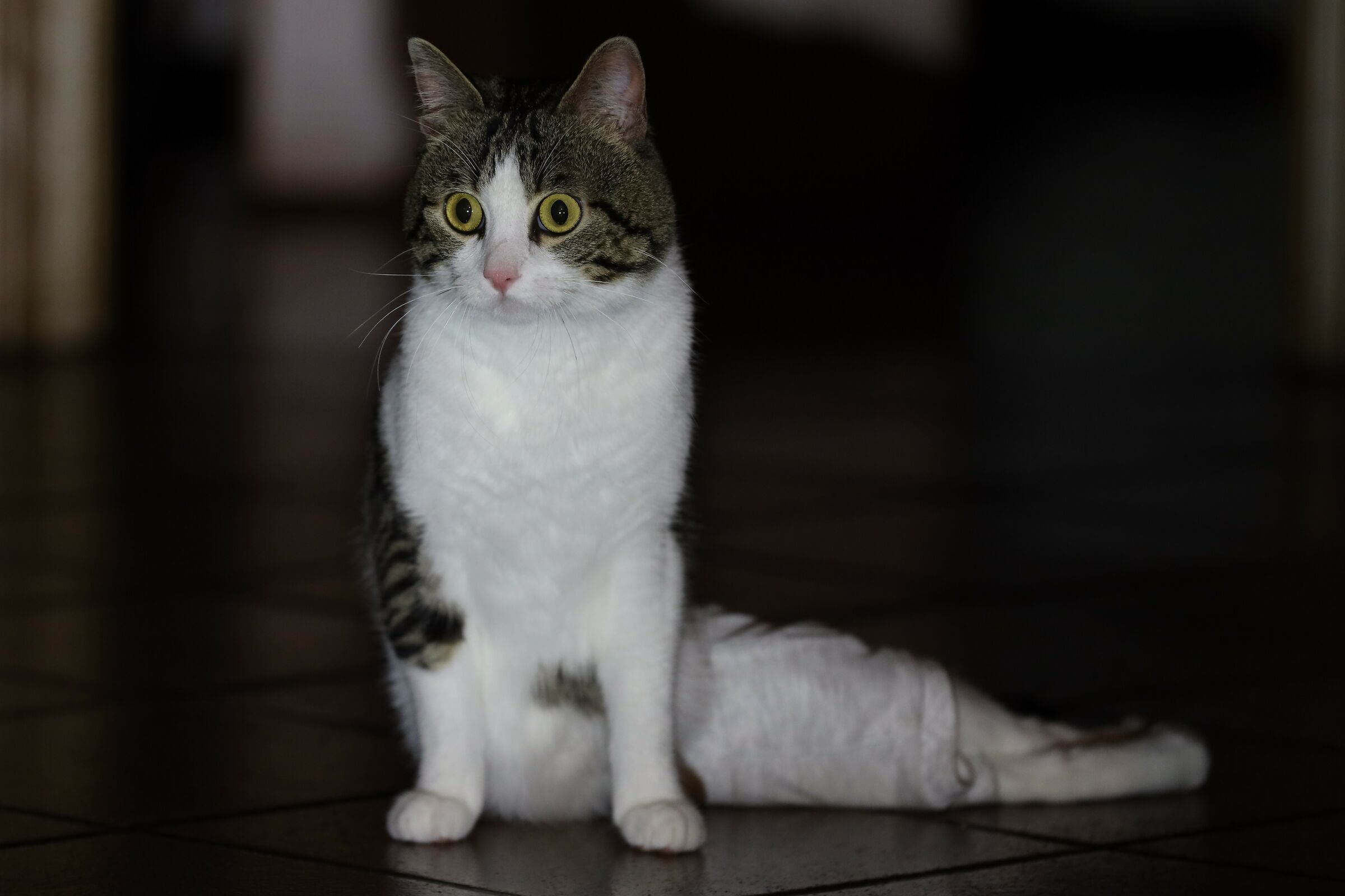 Lucky, Il gatto più bello del Mondo