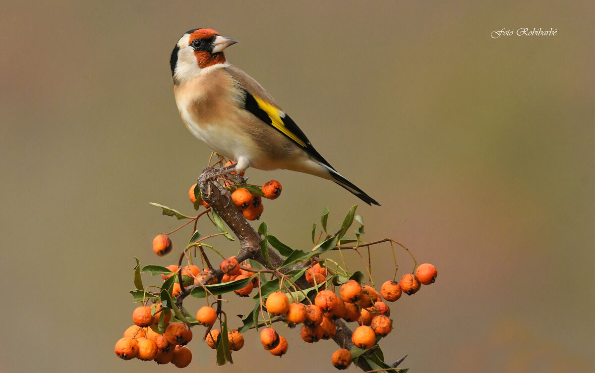 Goldfinch...