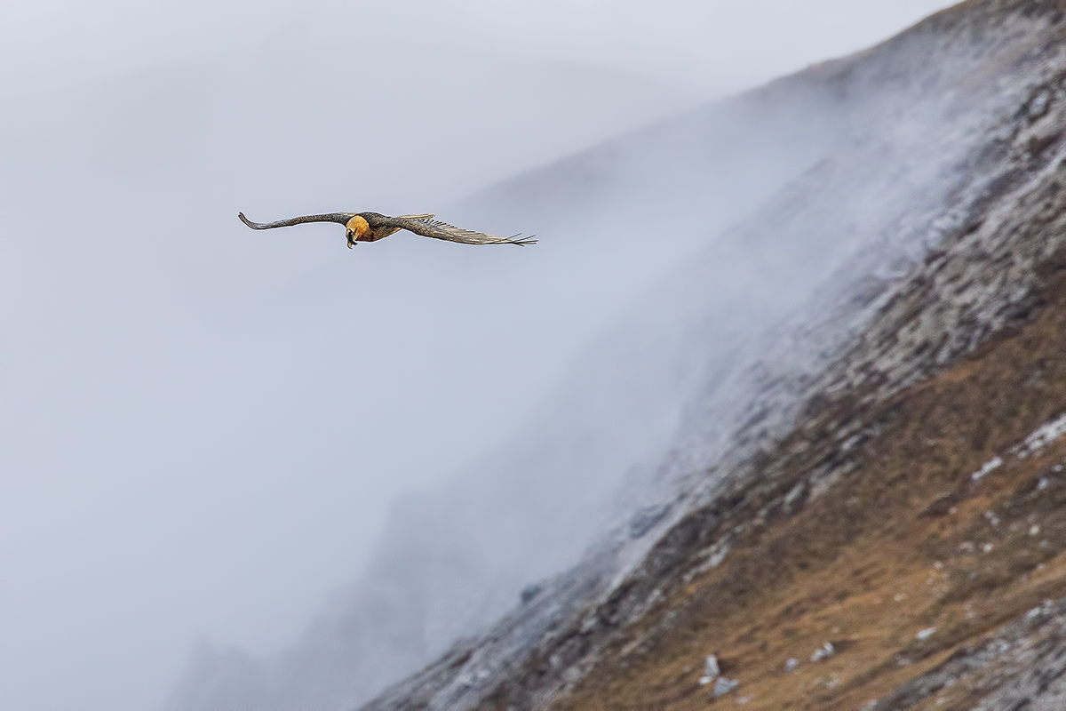 Gipeto adulto in perlustrazione...