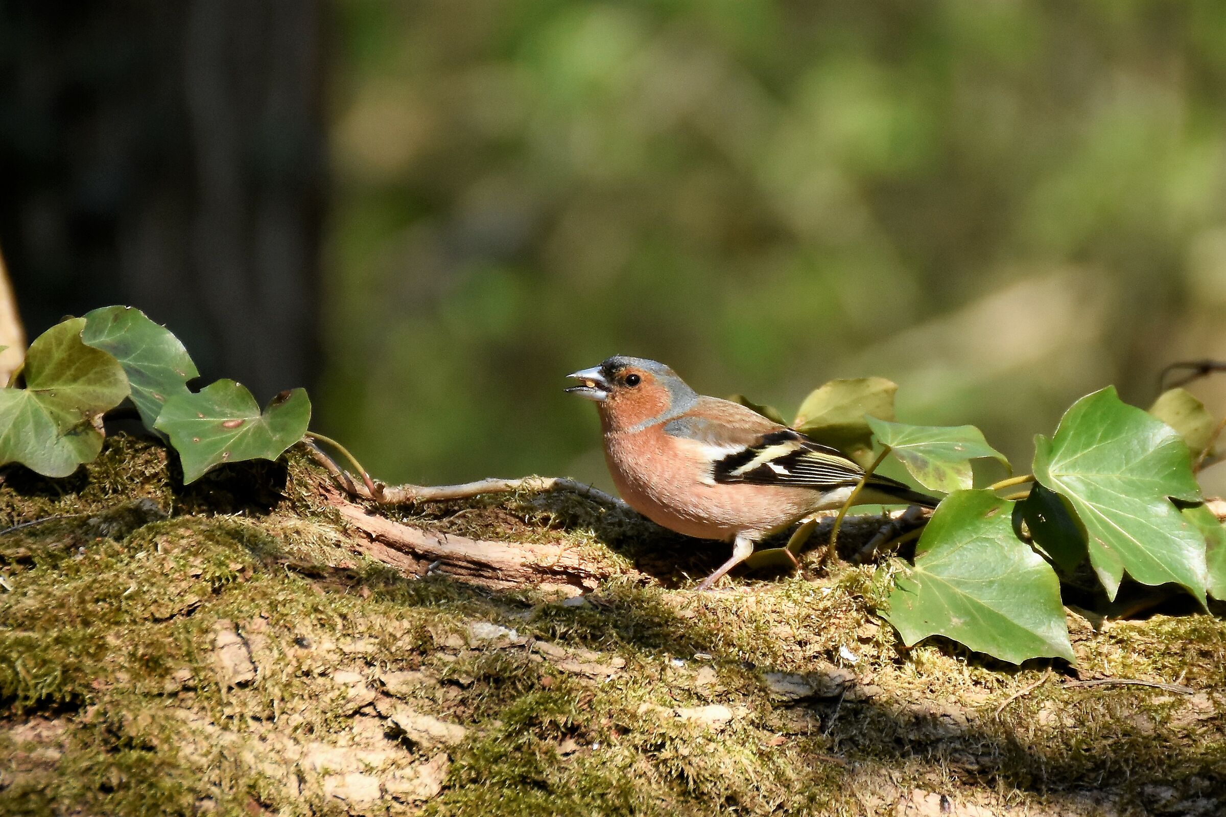 male finch