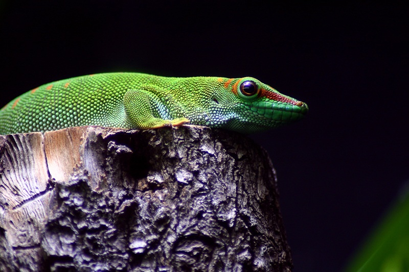 Phelsuma