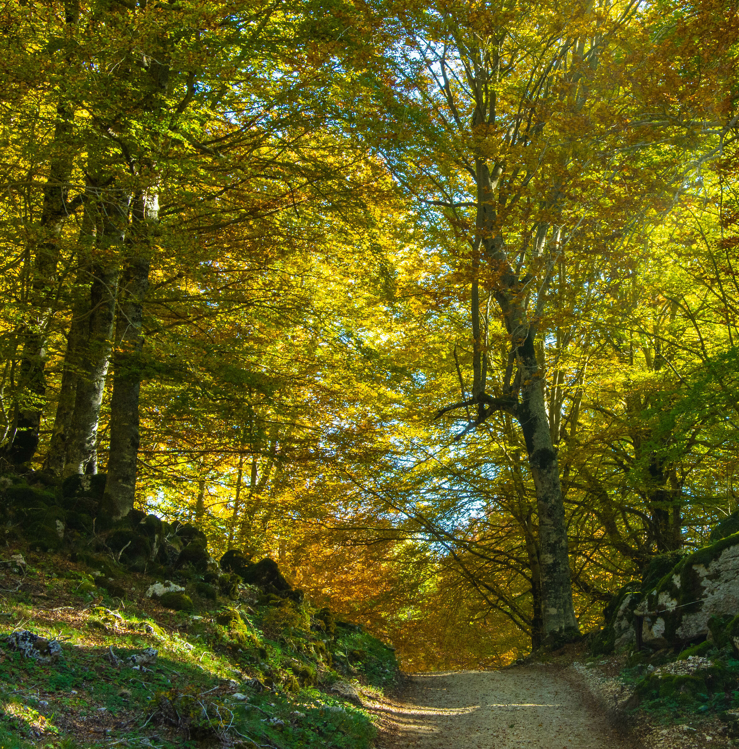 The colors of autumn