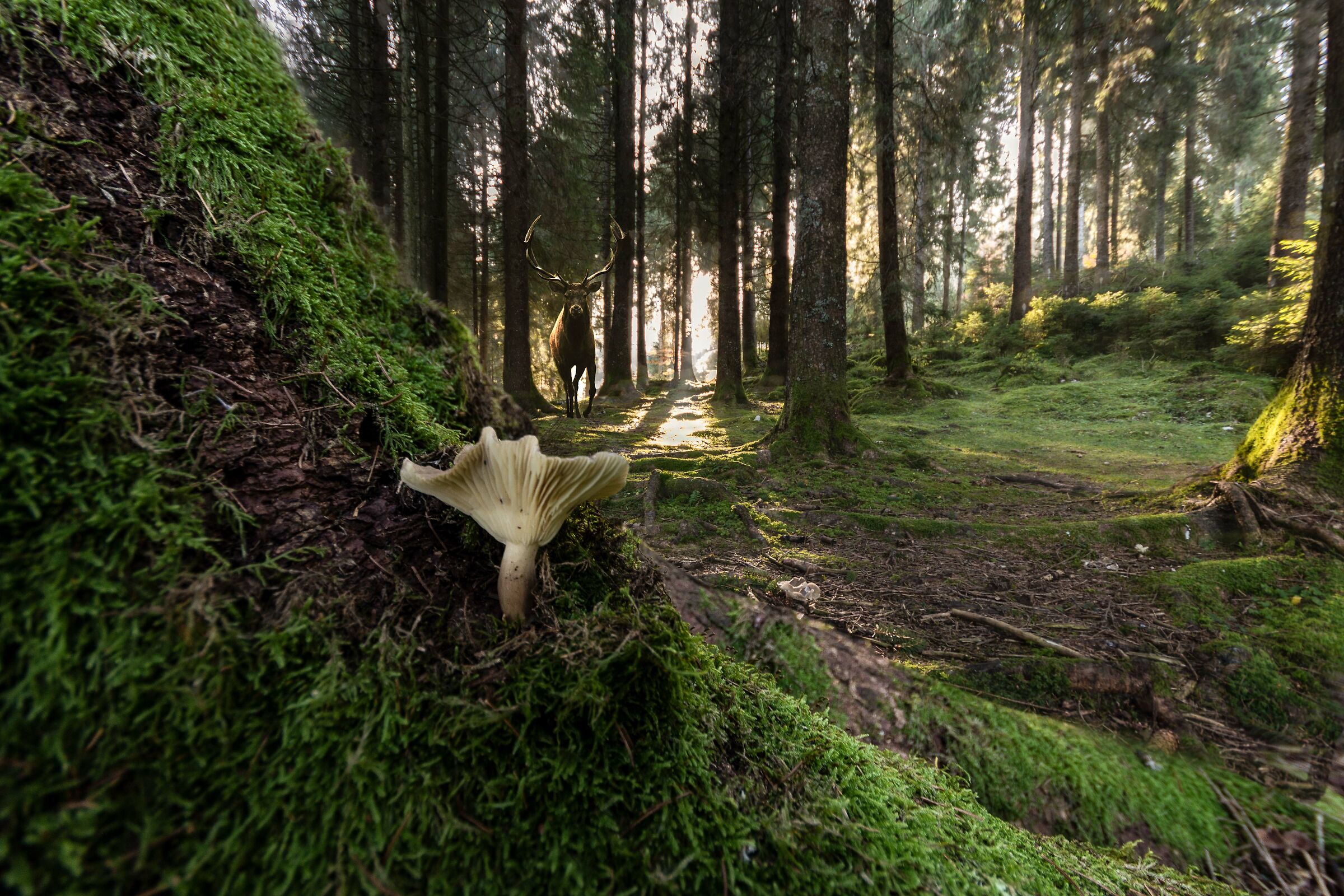 Cansglio Forest