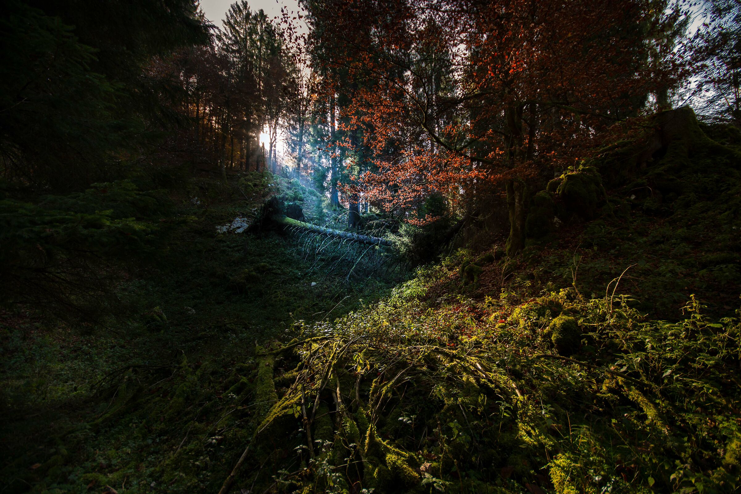 Cansglio Forest