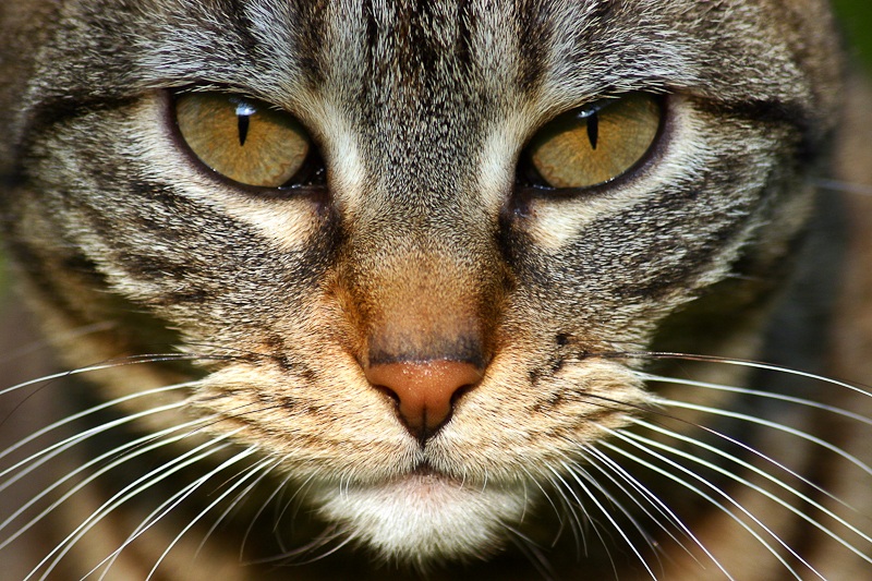 Una tigre in giardino