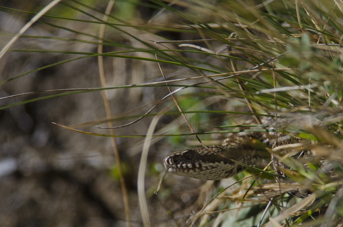 Vipera berus (Marasso)