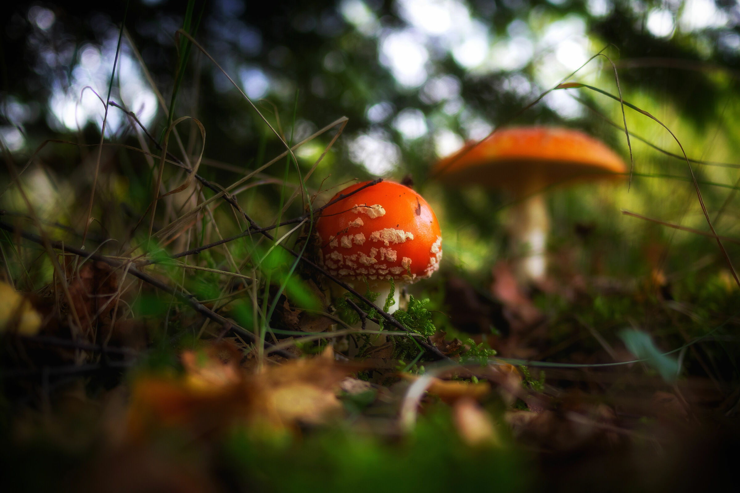 Amanita muscaria