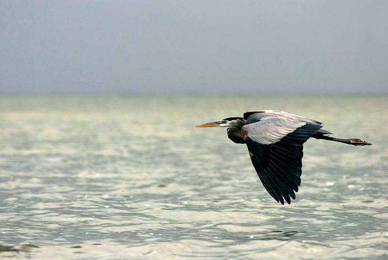 Heron