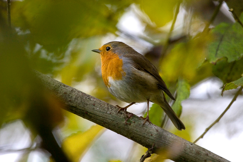 Robin