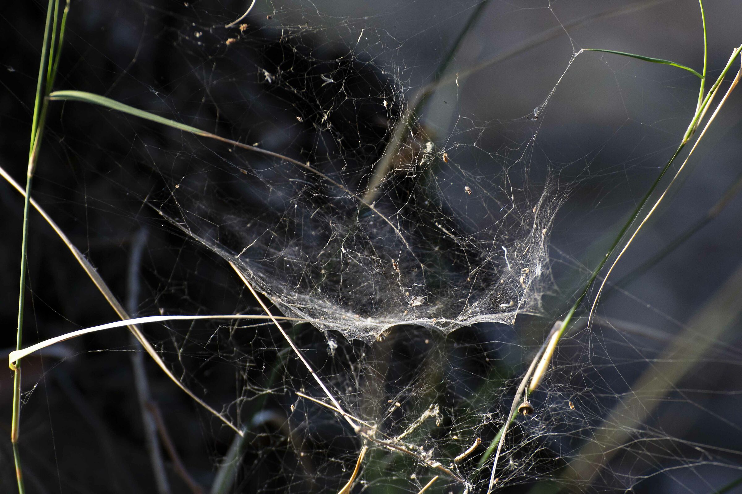 Nella tela del ragno