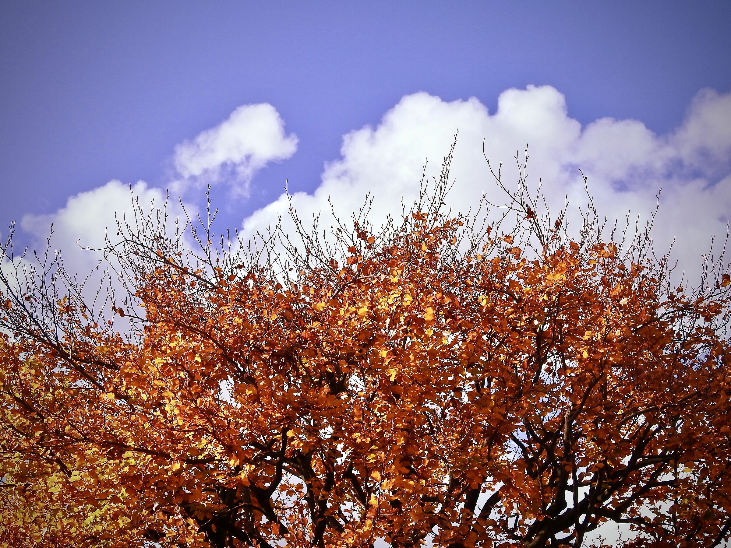 Autumn Contrasts (Buccinigo Como)