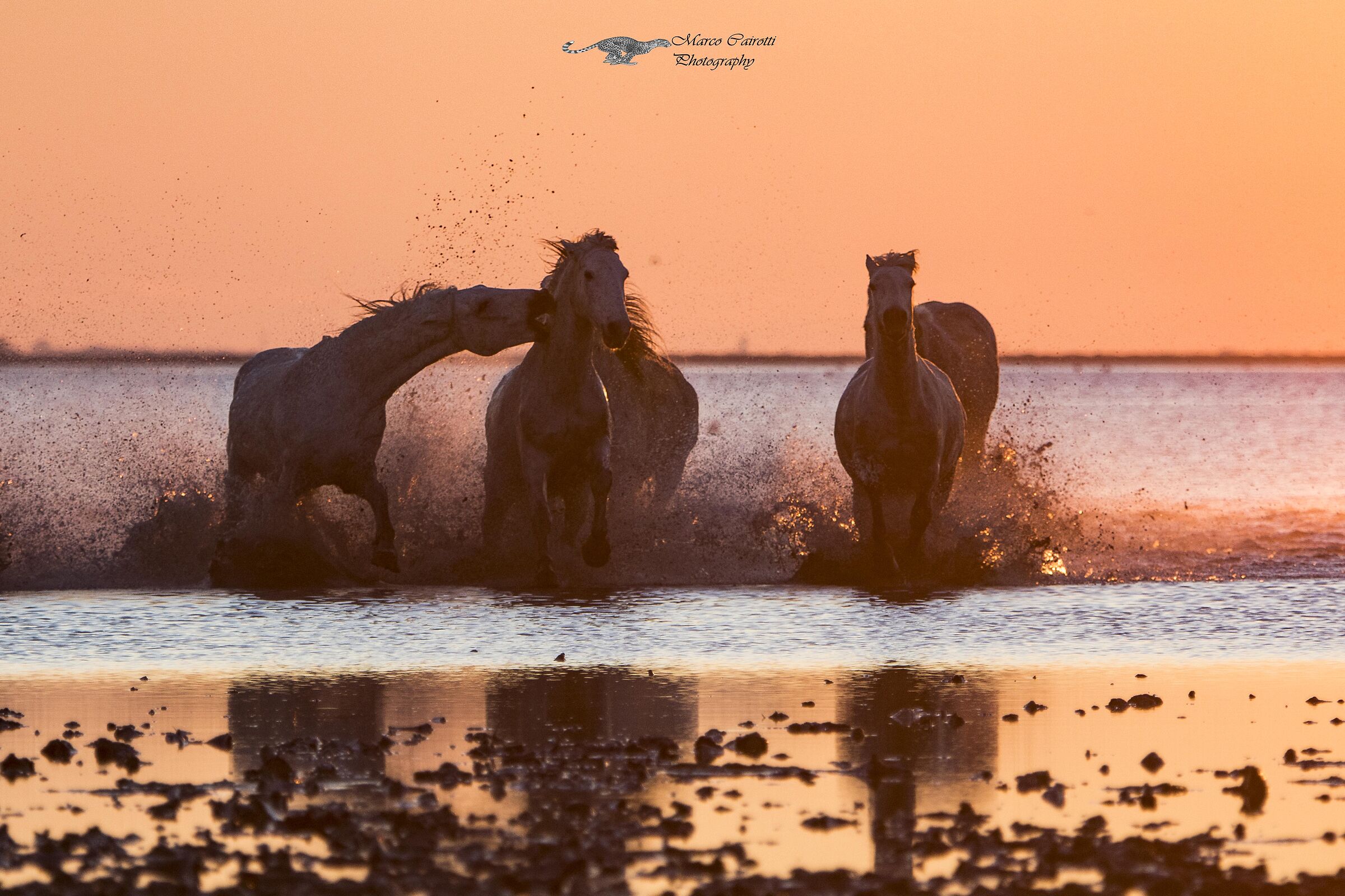 Cavalli della Camargue all'alba