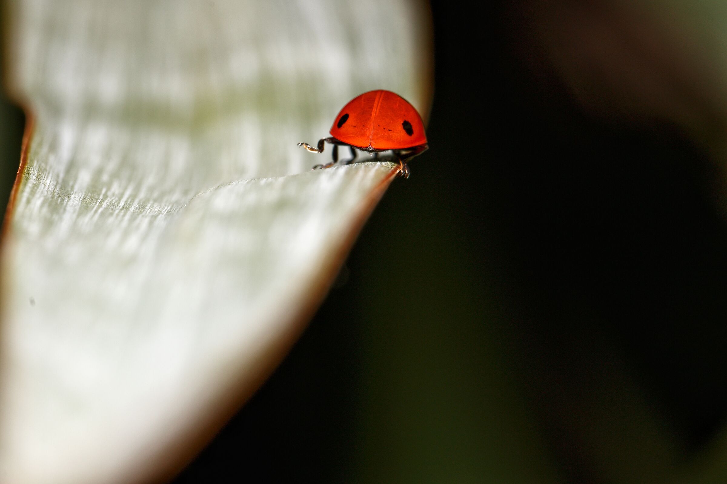 Coccinella