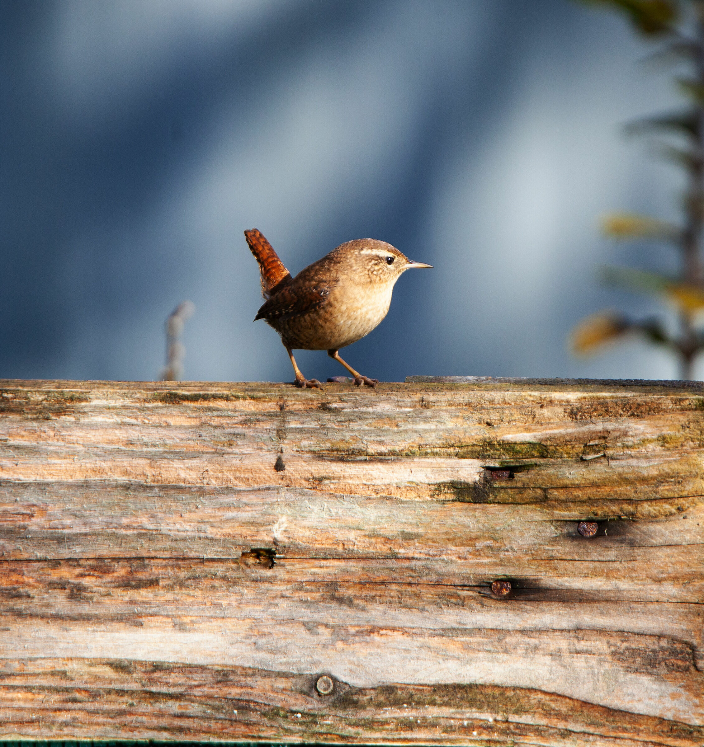 Wren