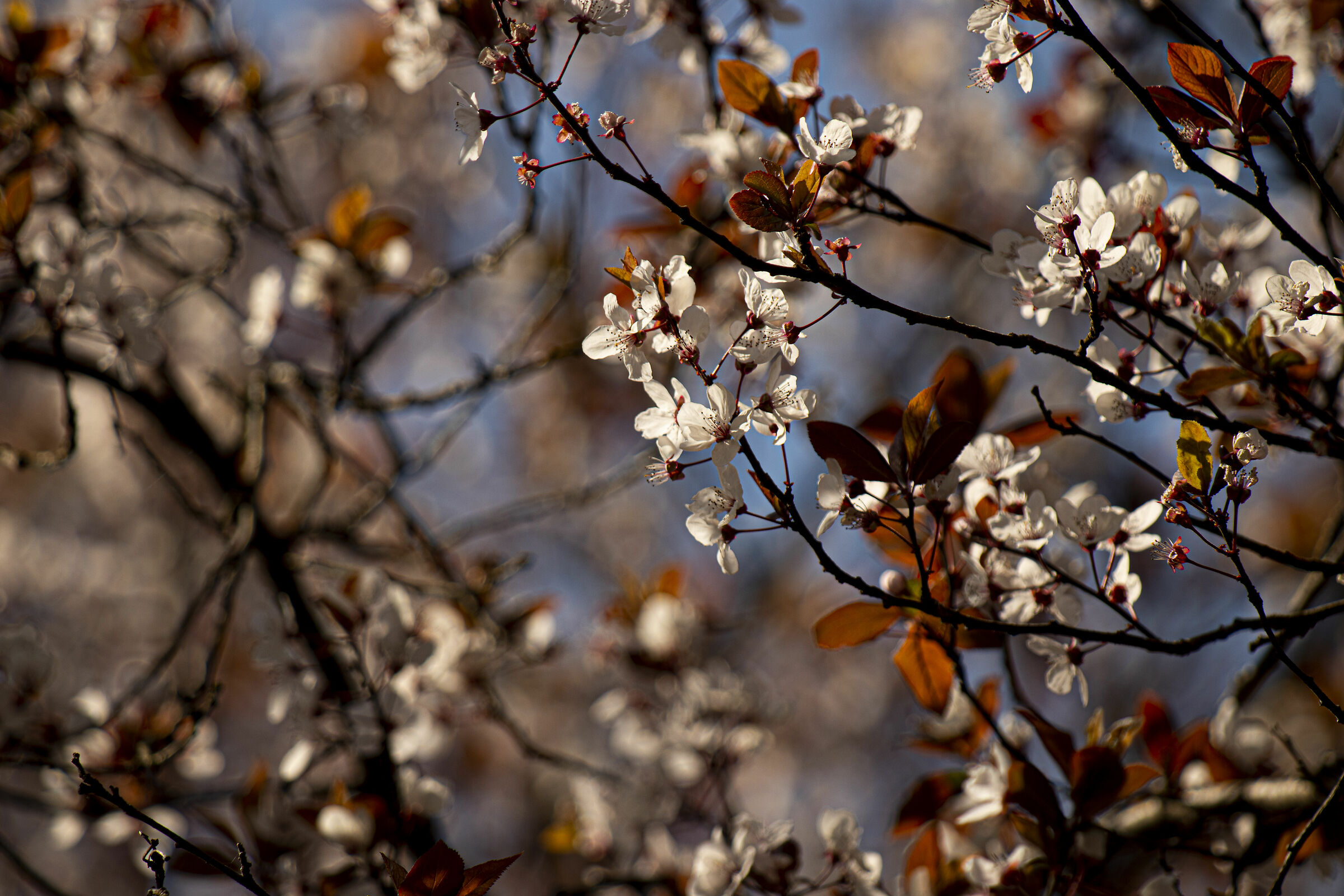Blurred Flowers, Ind.