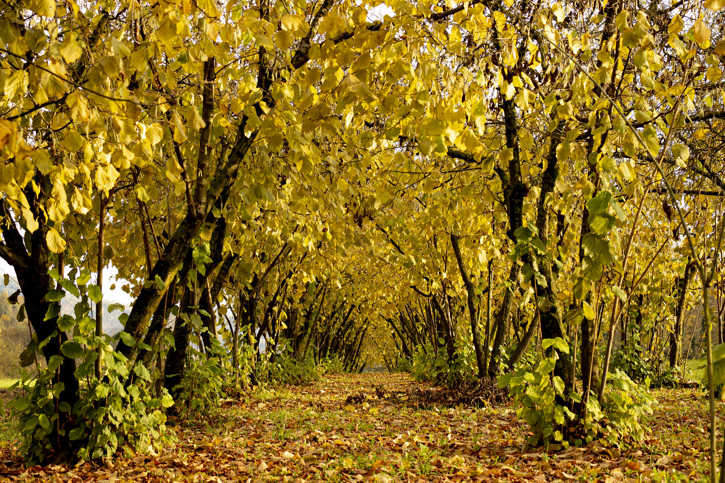 Leaf Tunnel