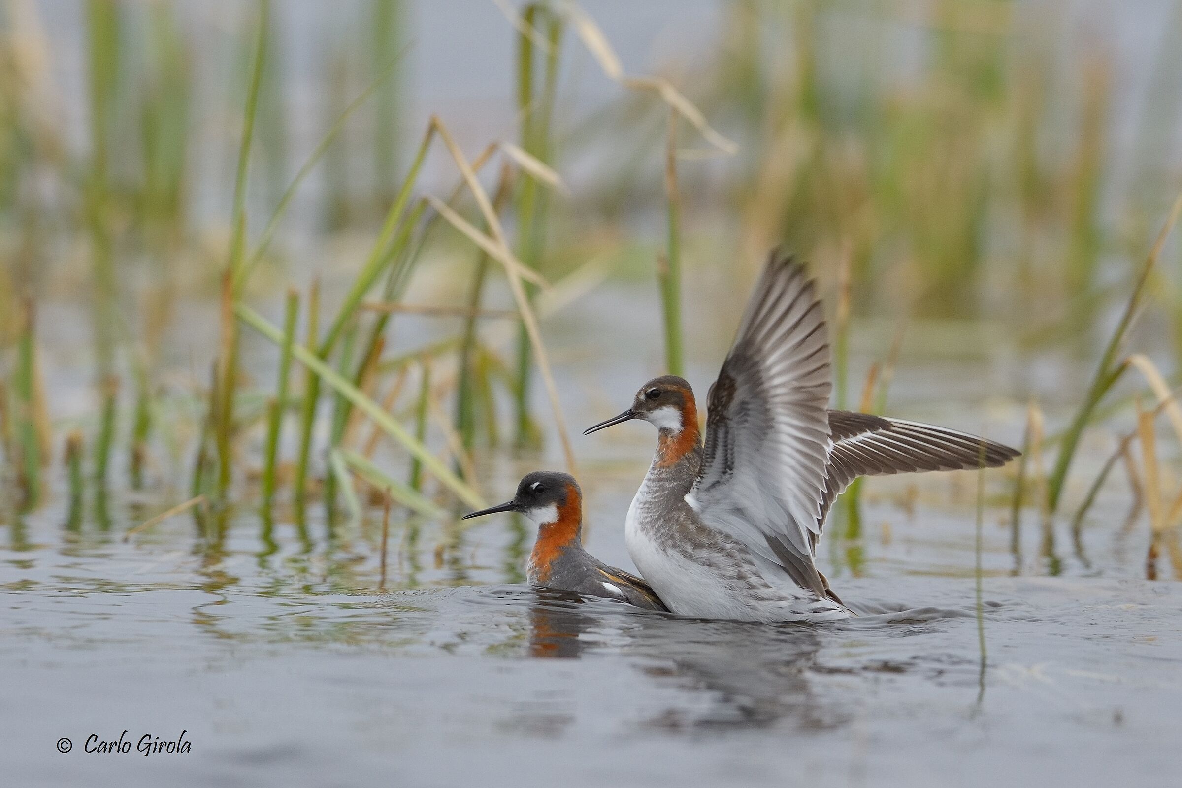 Falaropo beccosottile (Phalaropus lobatus)