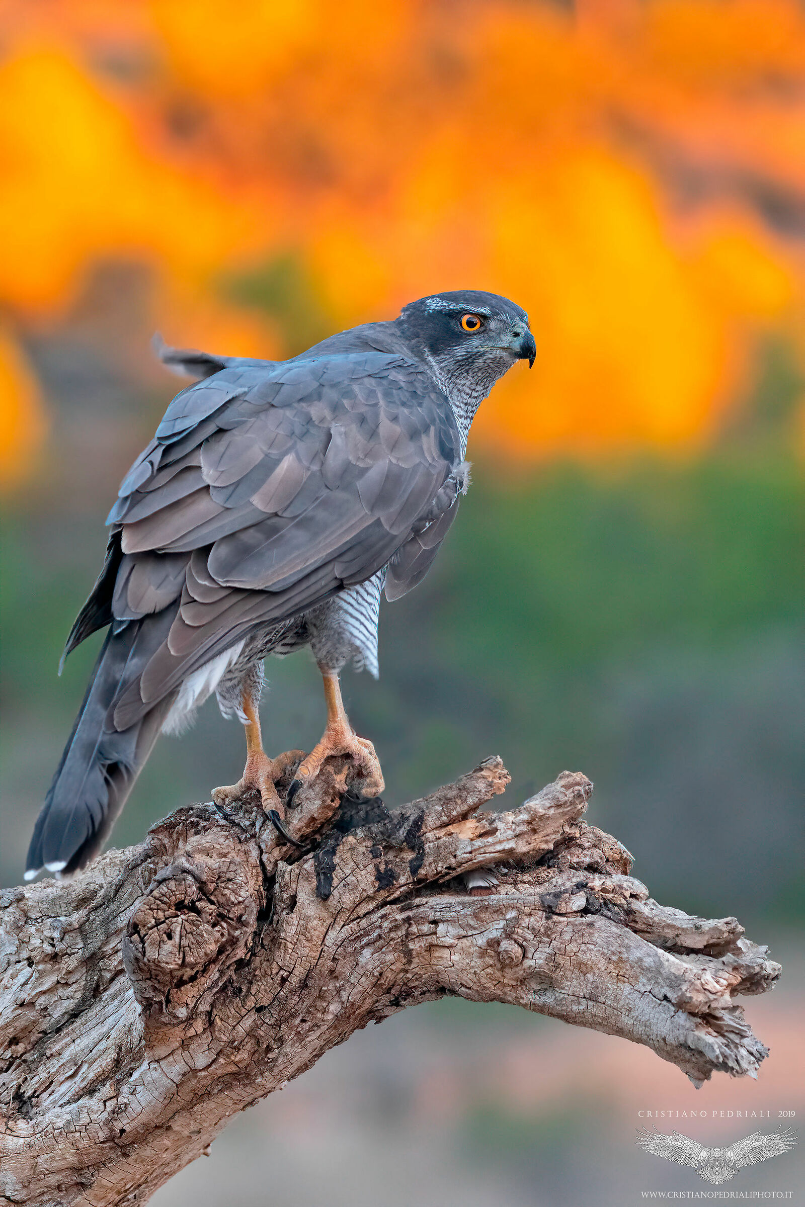 Astore... la luce alle spalle...