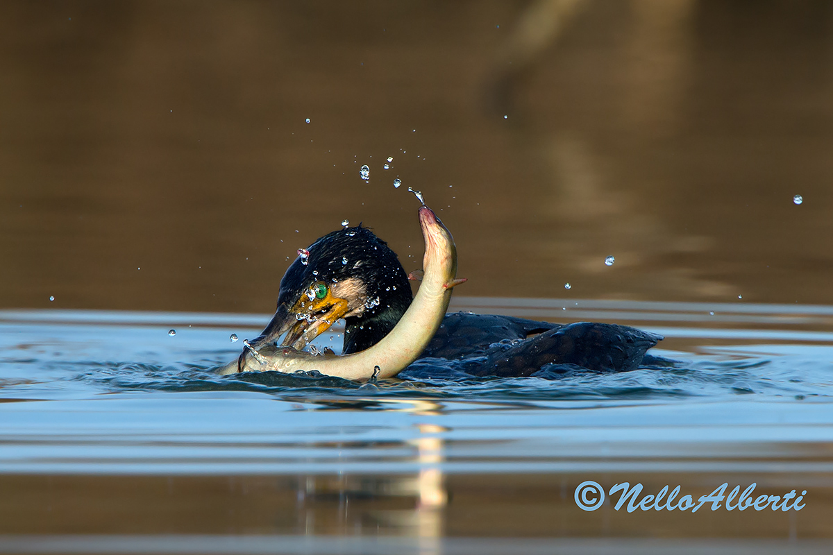Cormorant with eel .. continuous shooting