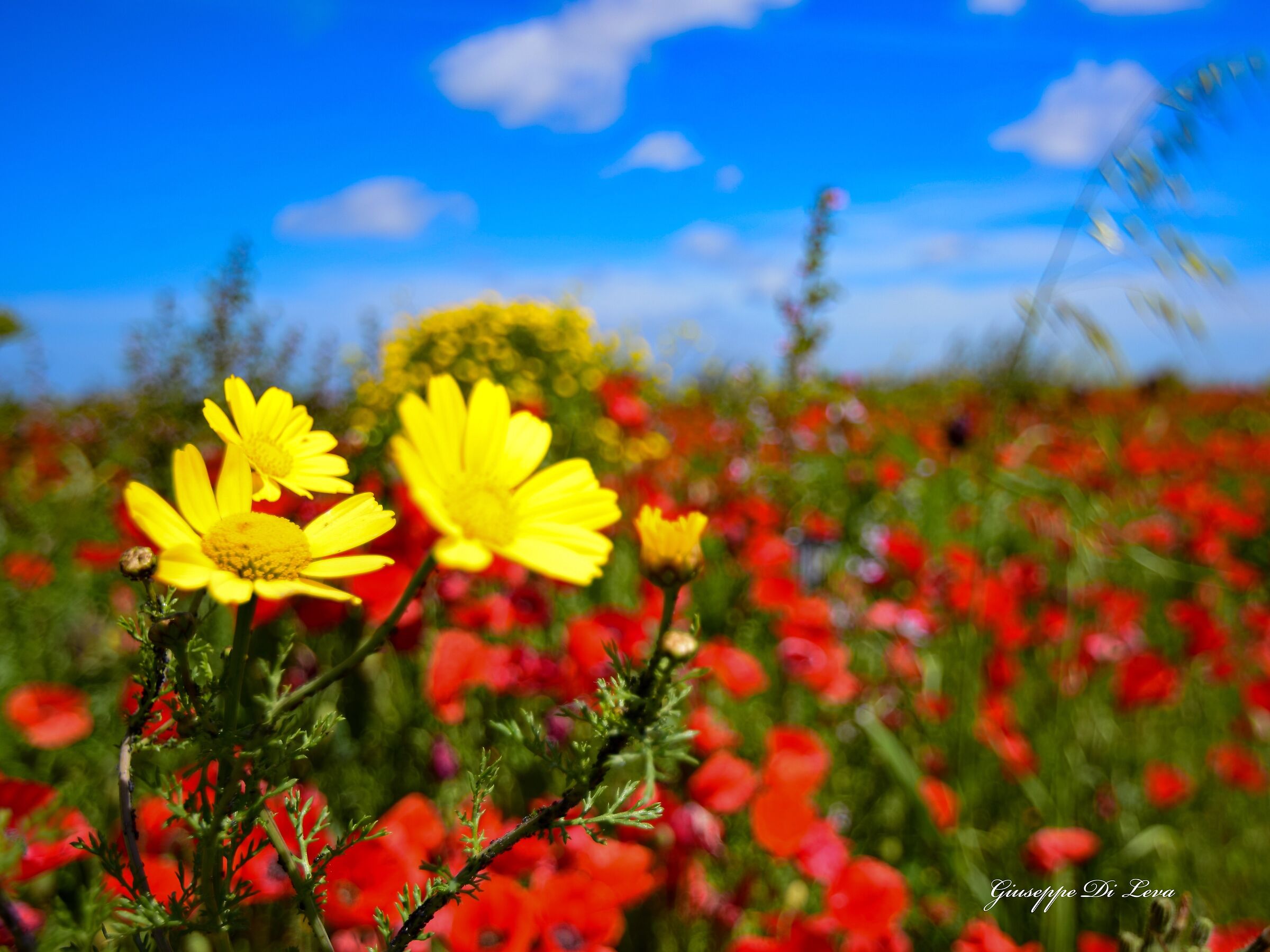 Daisies and poppies