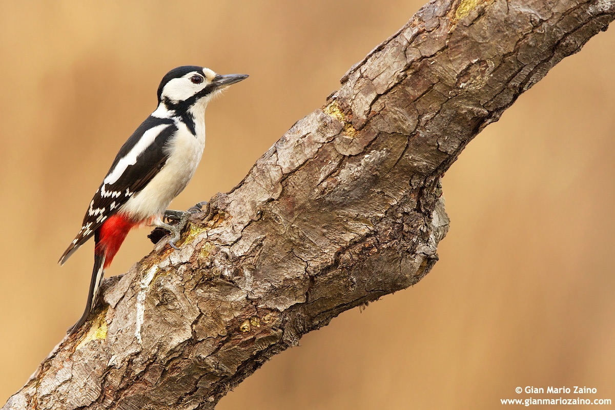 Dendrocopos major / Picchio rosso maggiore
