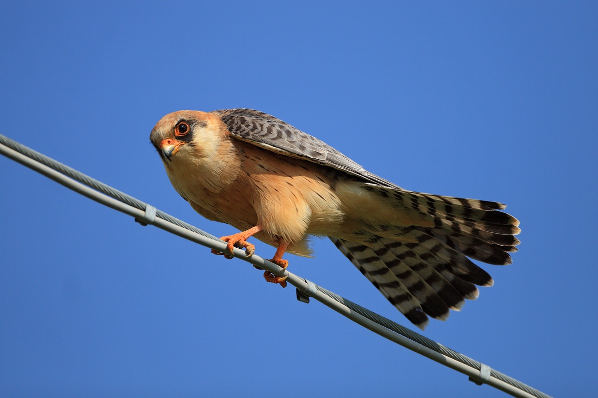 Falco cuculo equilibrista