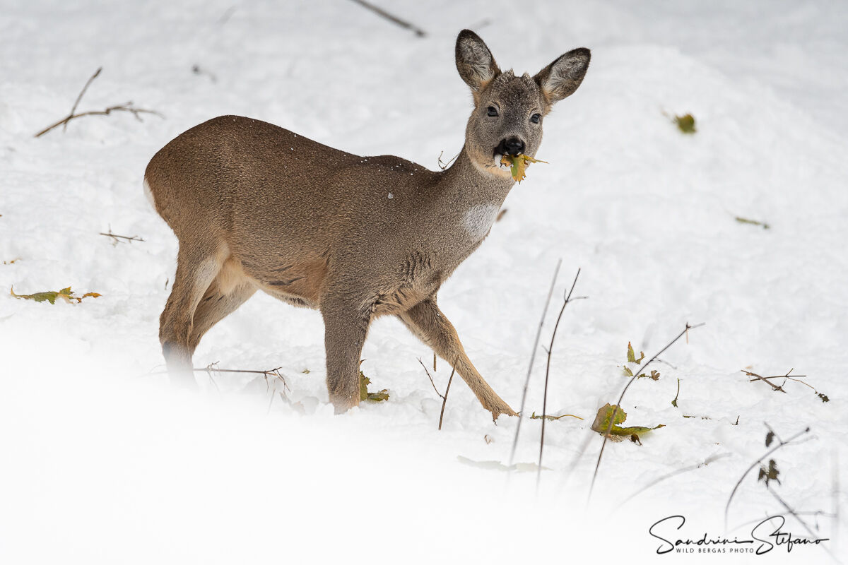 Young male roe deer
