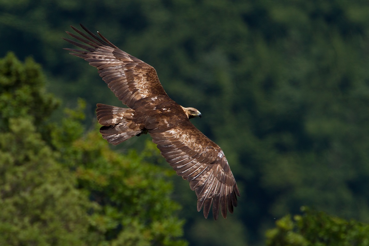 Golden Eagle