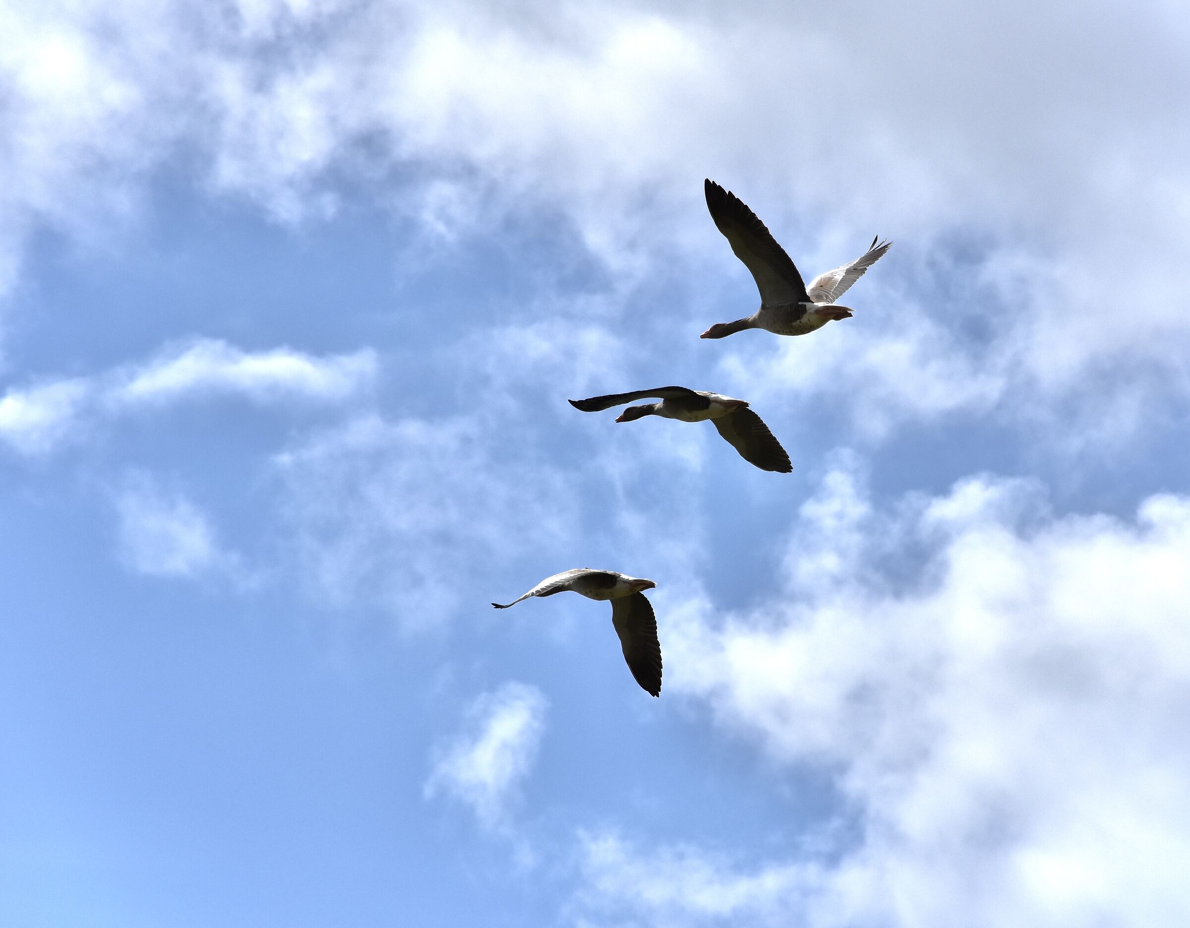 in-flight oches