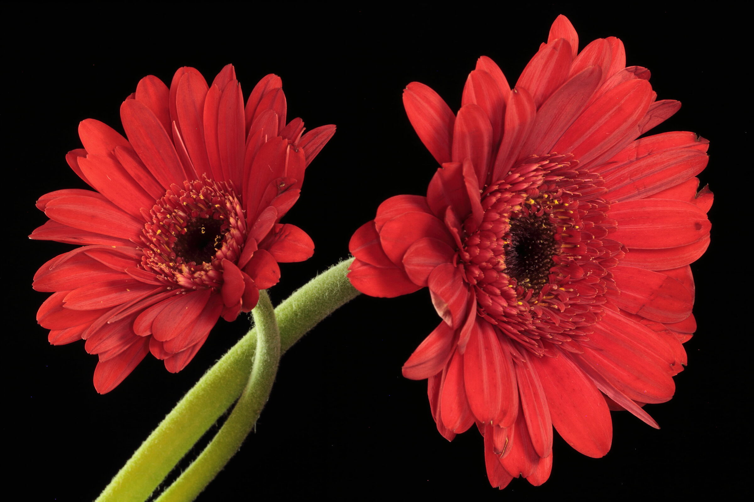 Gerbera