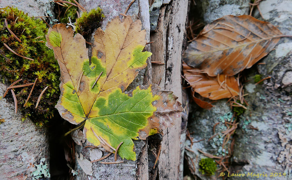 Needles, moss and leaves over a bed of logs