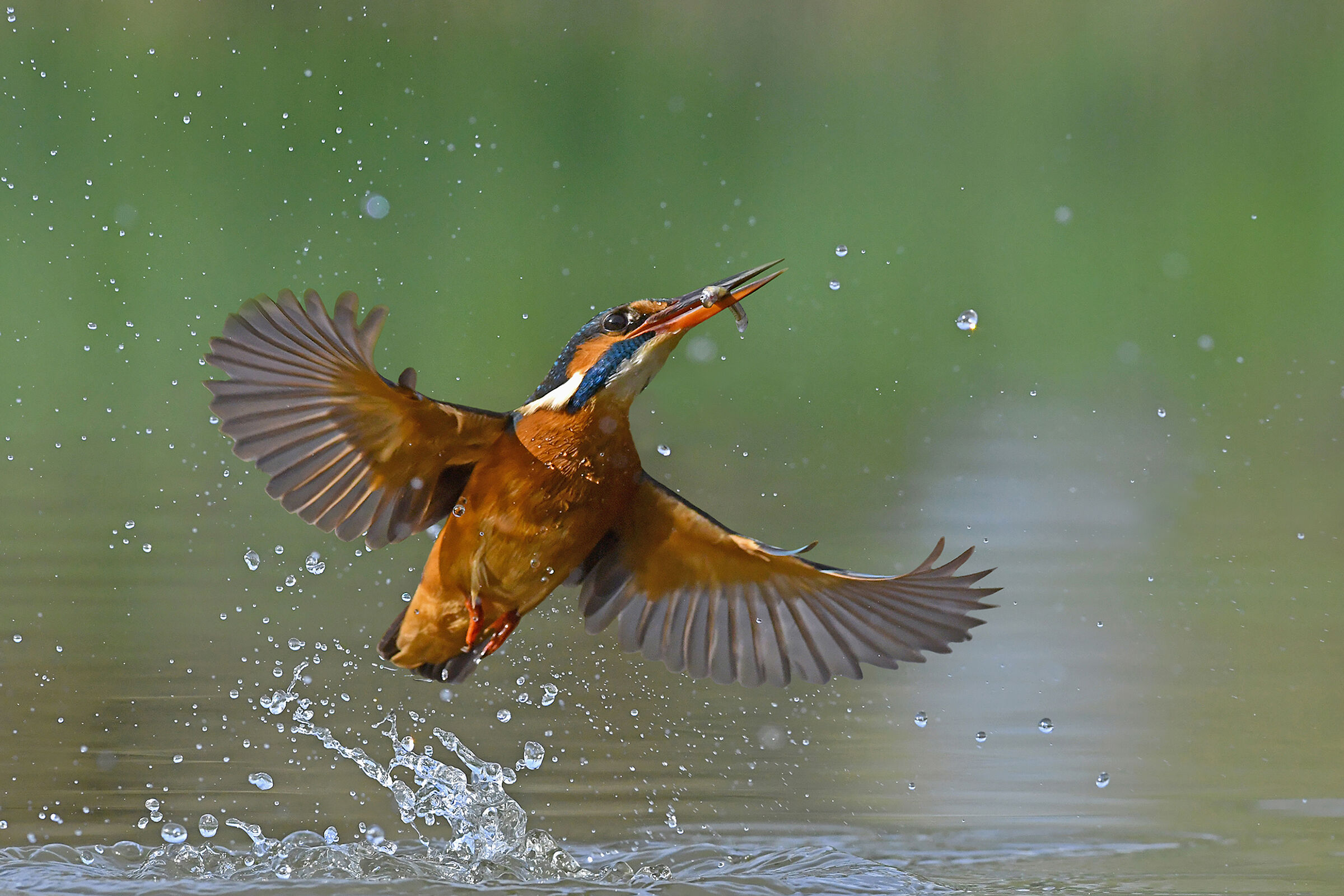 Storie di piume 3  ( Martin pescatore F.)