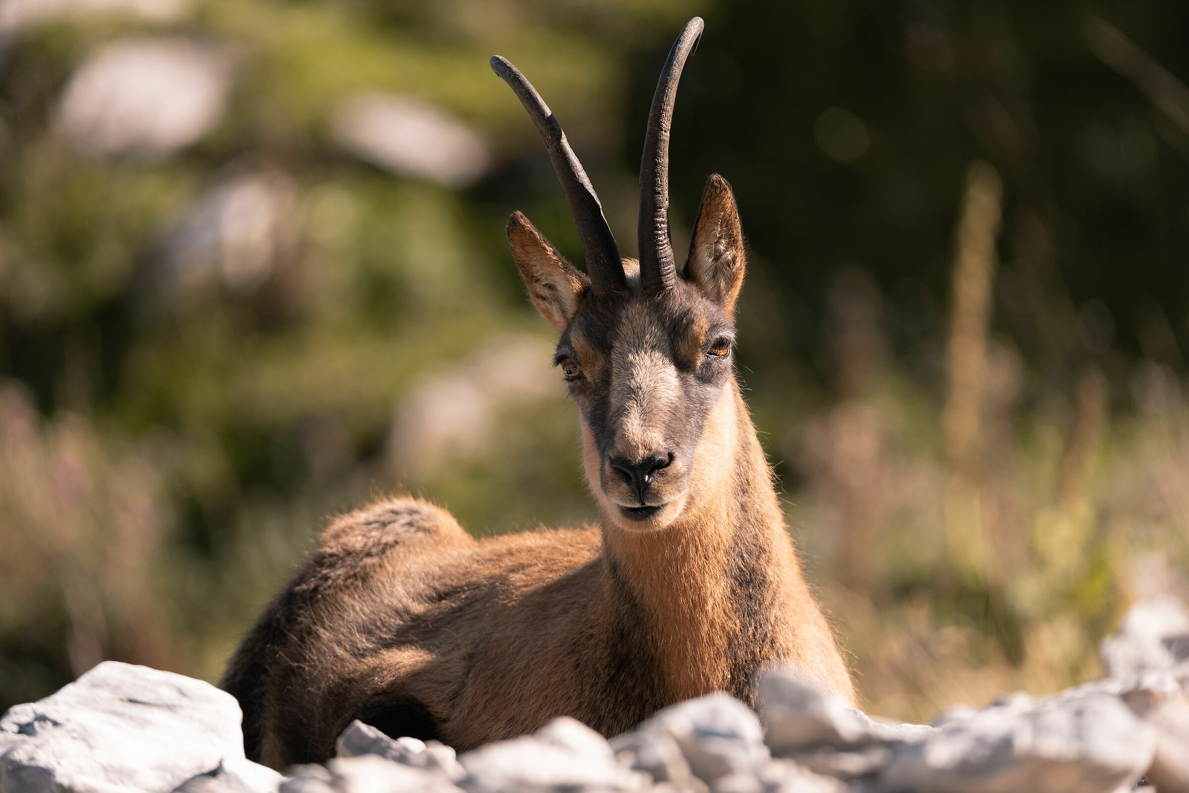 Apennine chamois