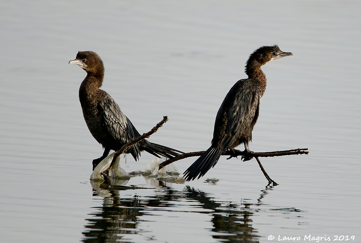 I marangoni e la plastica