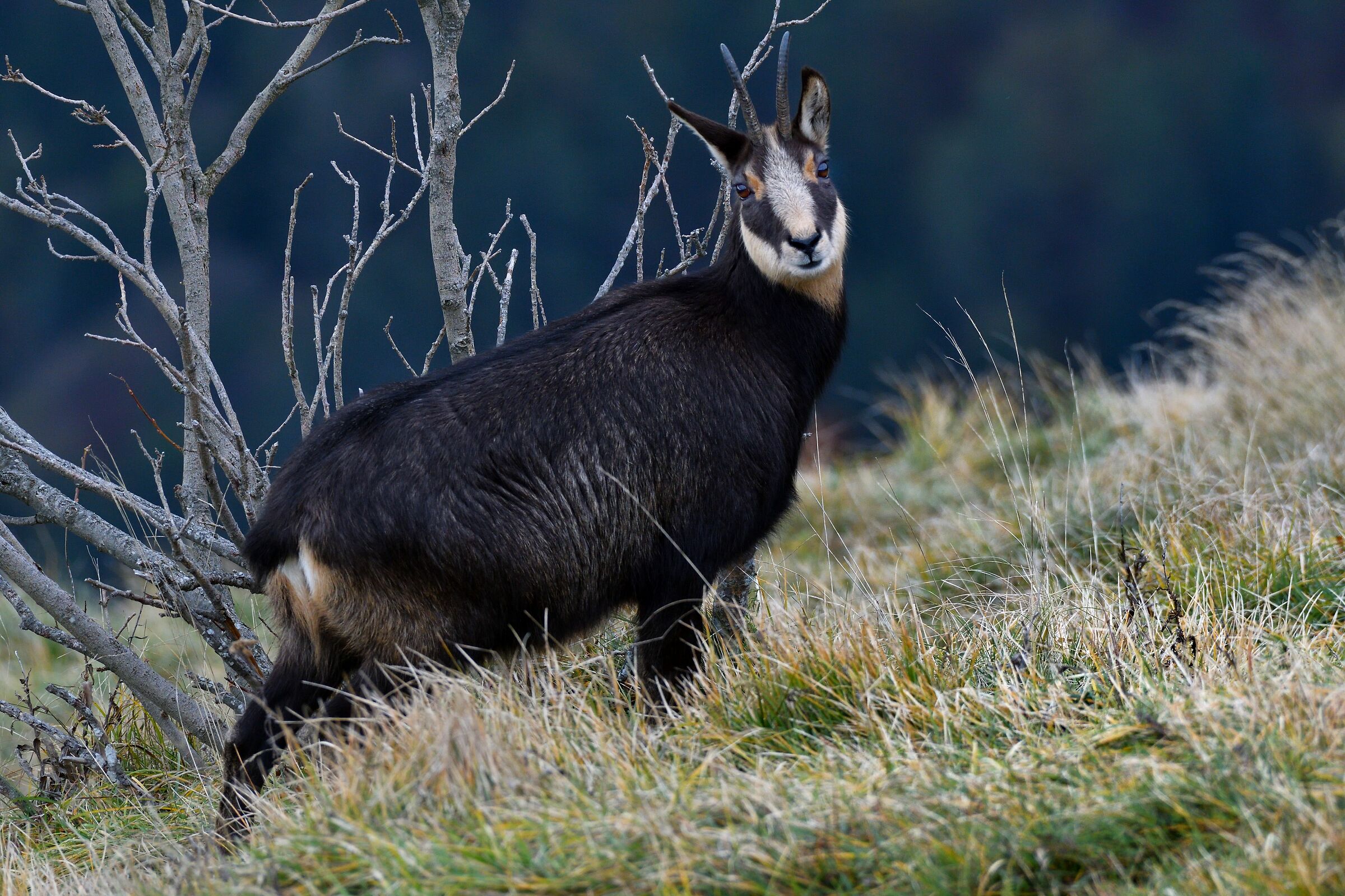 camoscio in abito invernale...