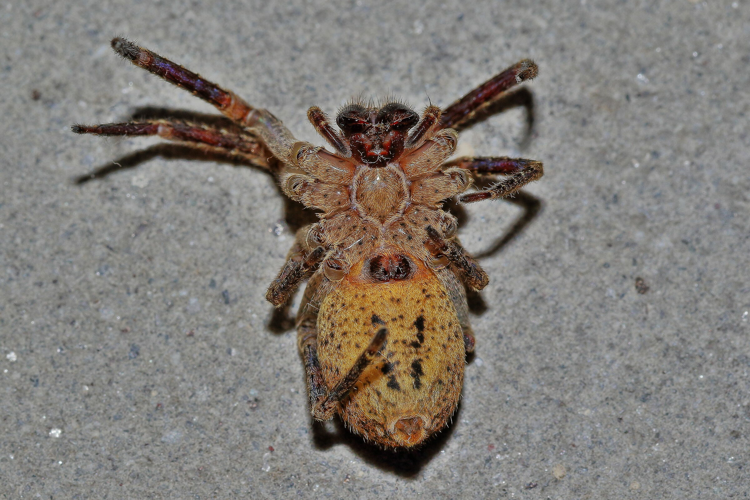 Caduto dal suo rifugio cerca di apparire orrifico