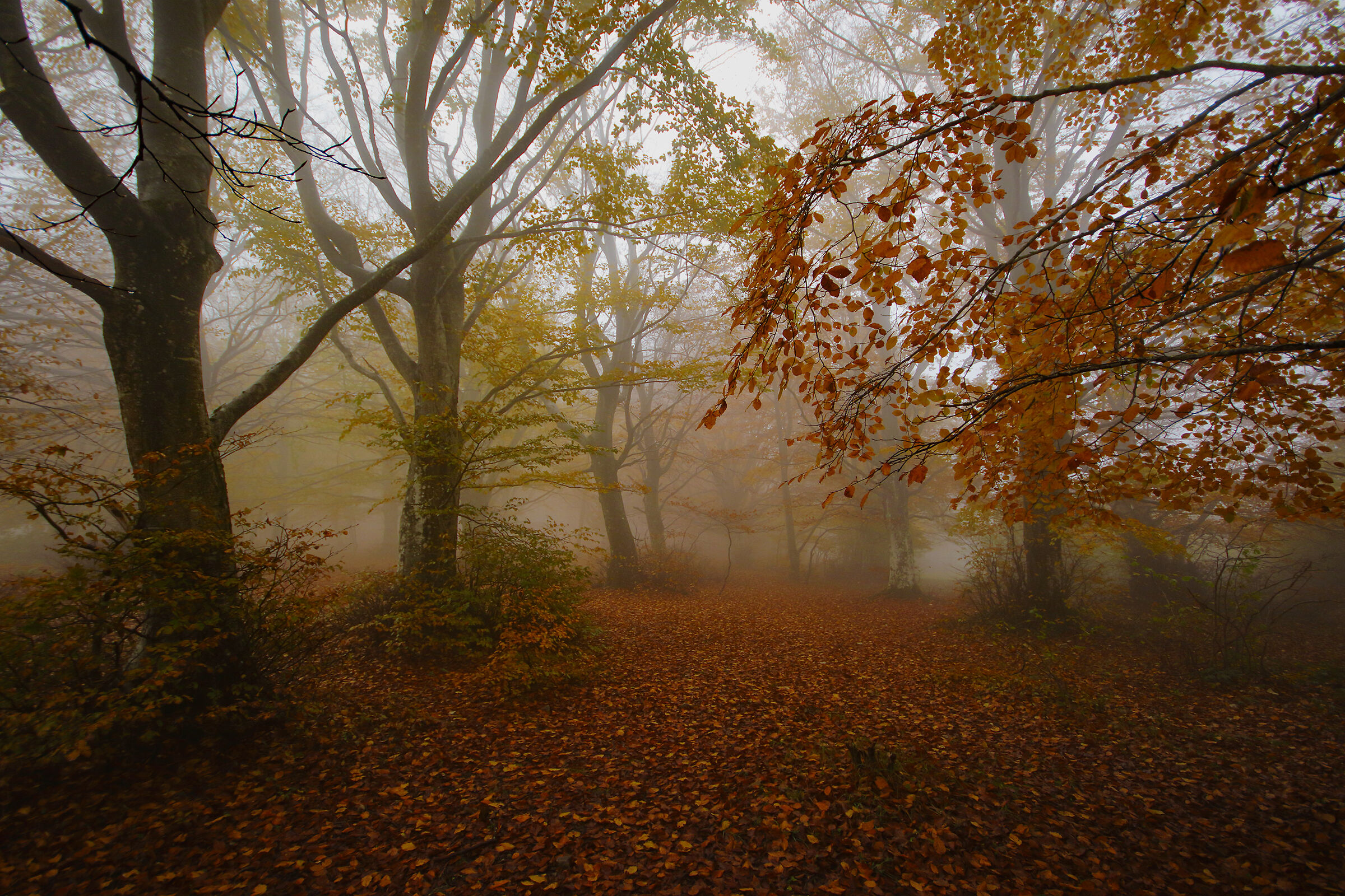 scorcio d'autunno in faggeta