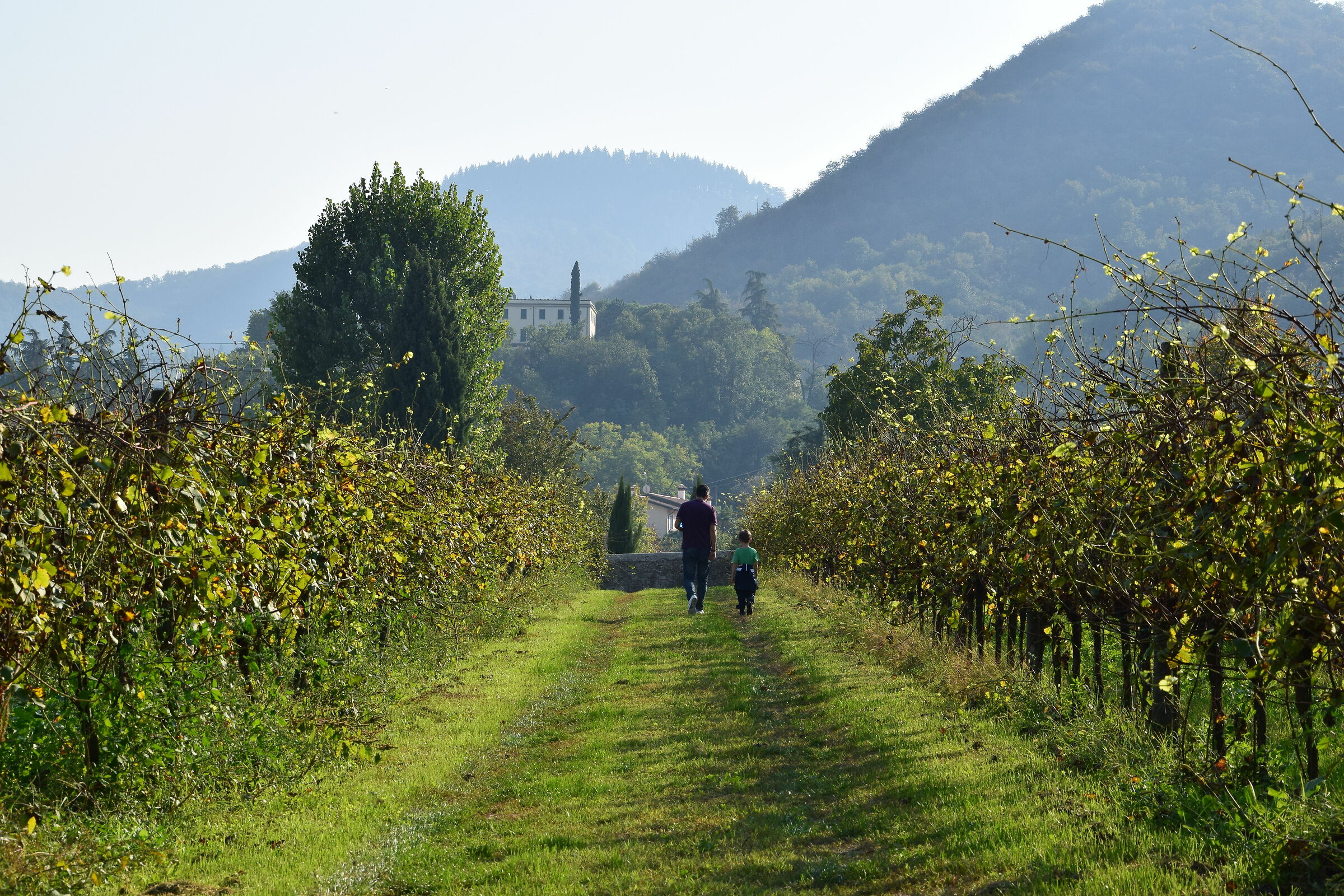 Passeggiata tra i vigneti