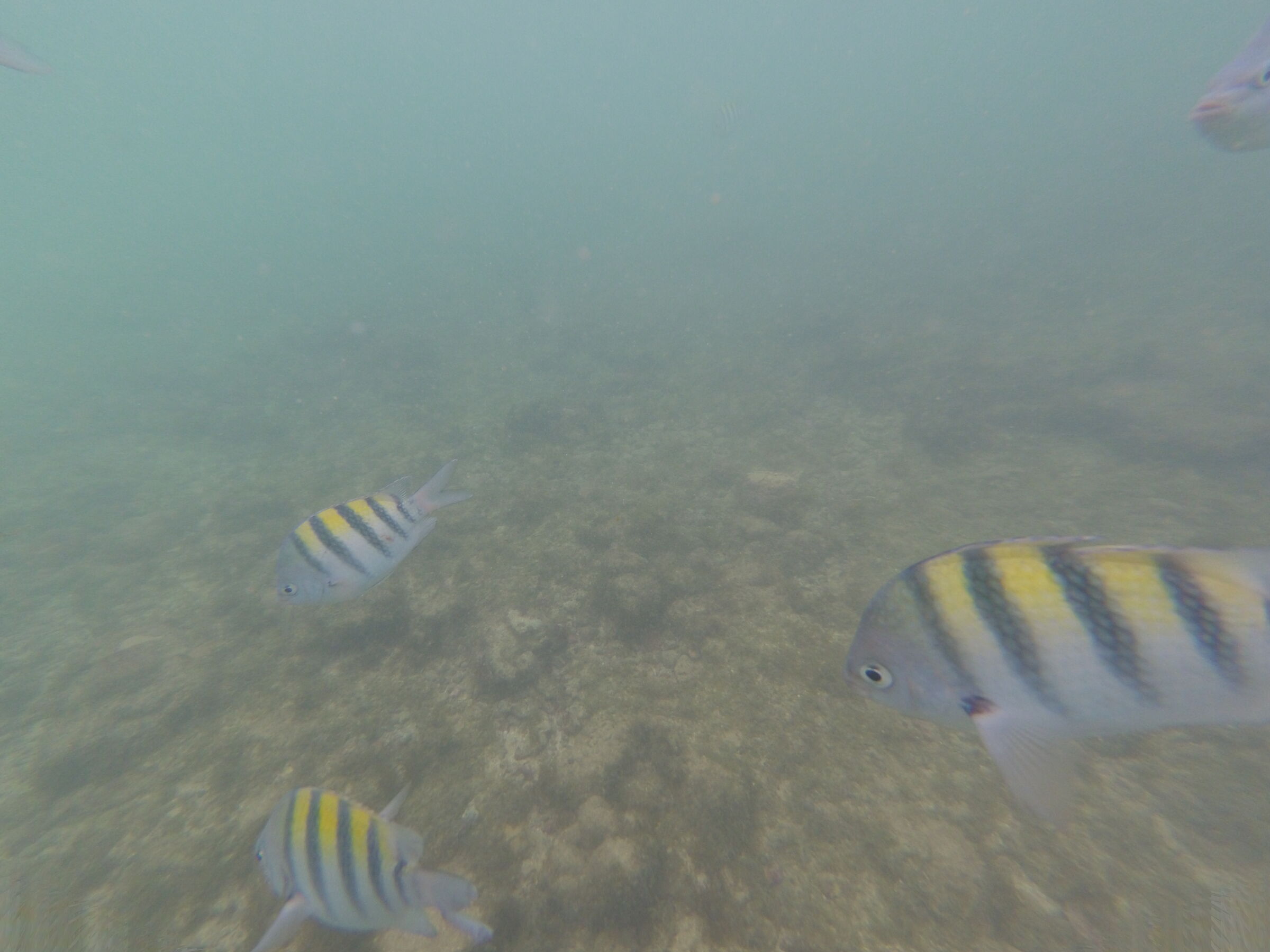 Underwater Life Yellow at Picaozinho reserve