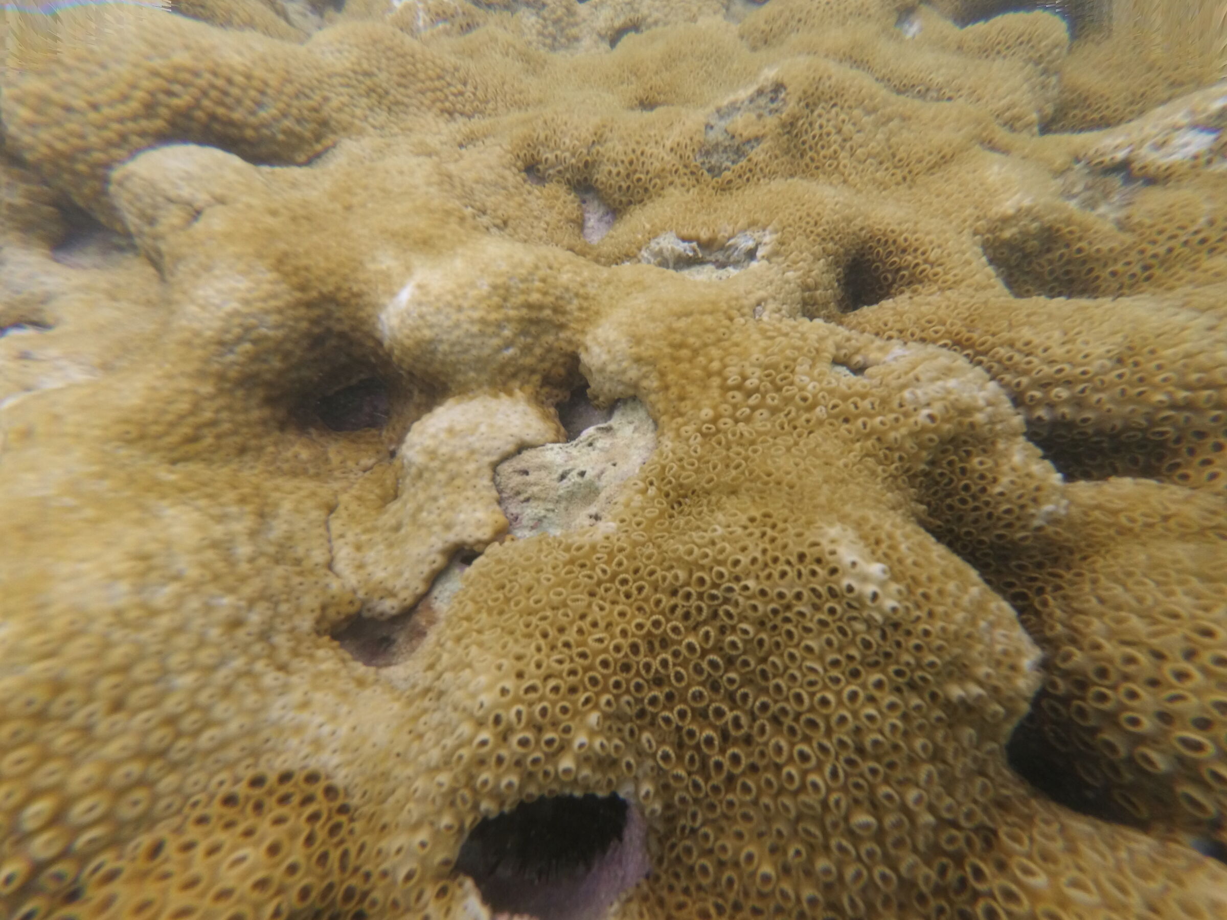 Corals close up