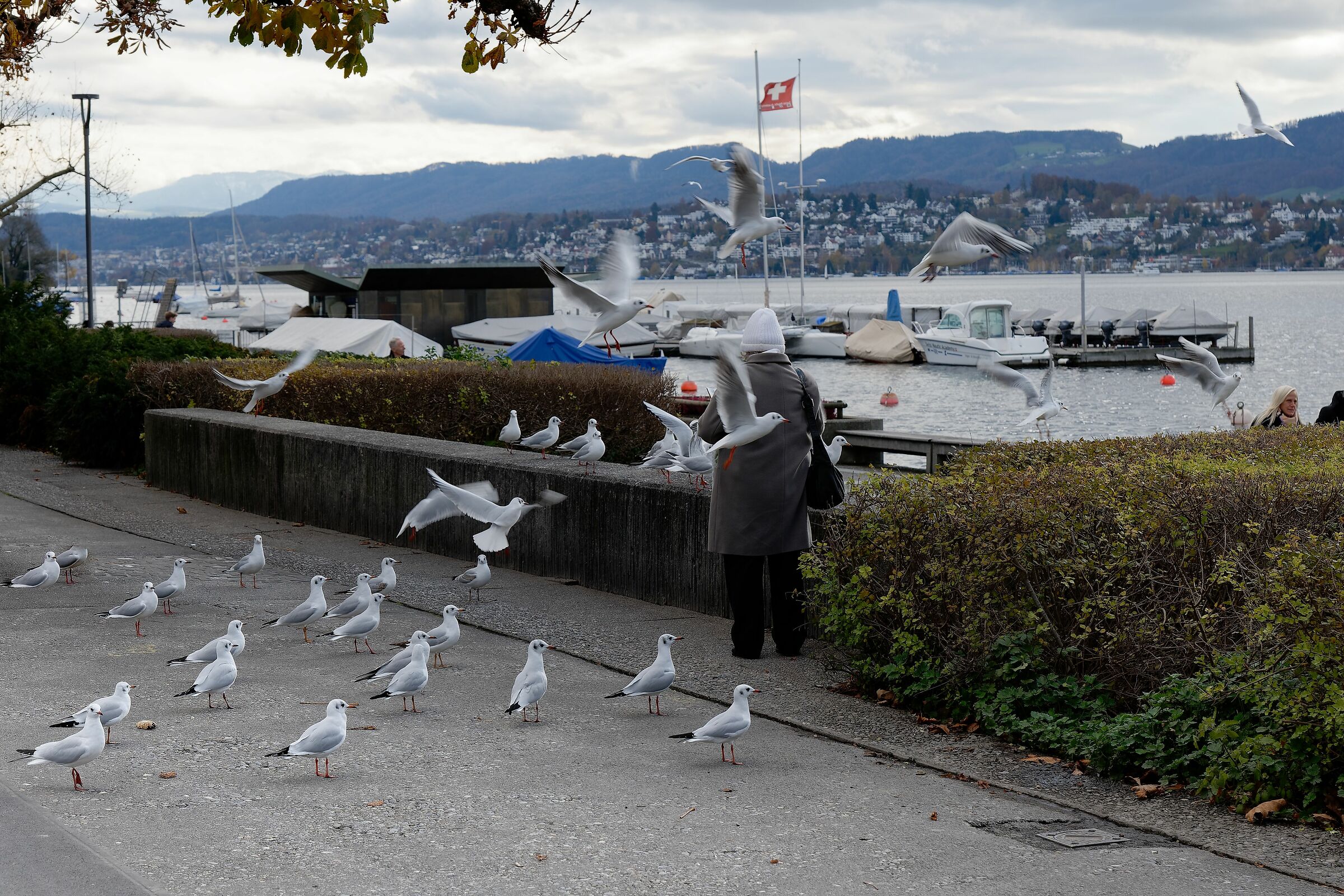 La signora dei gabbiani