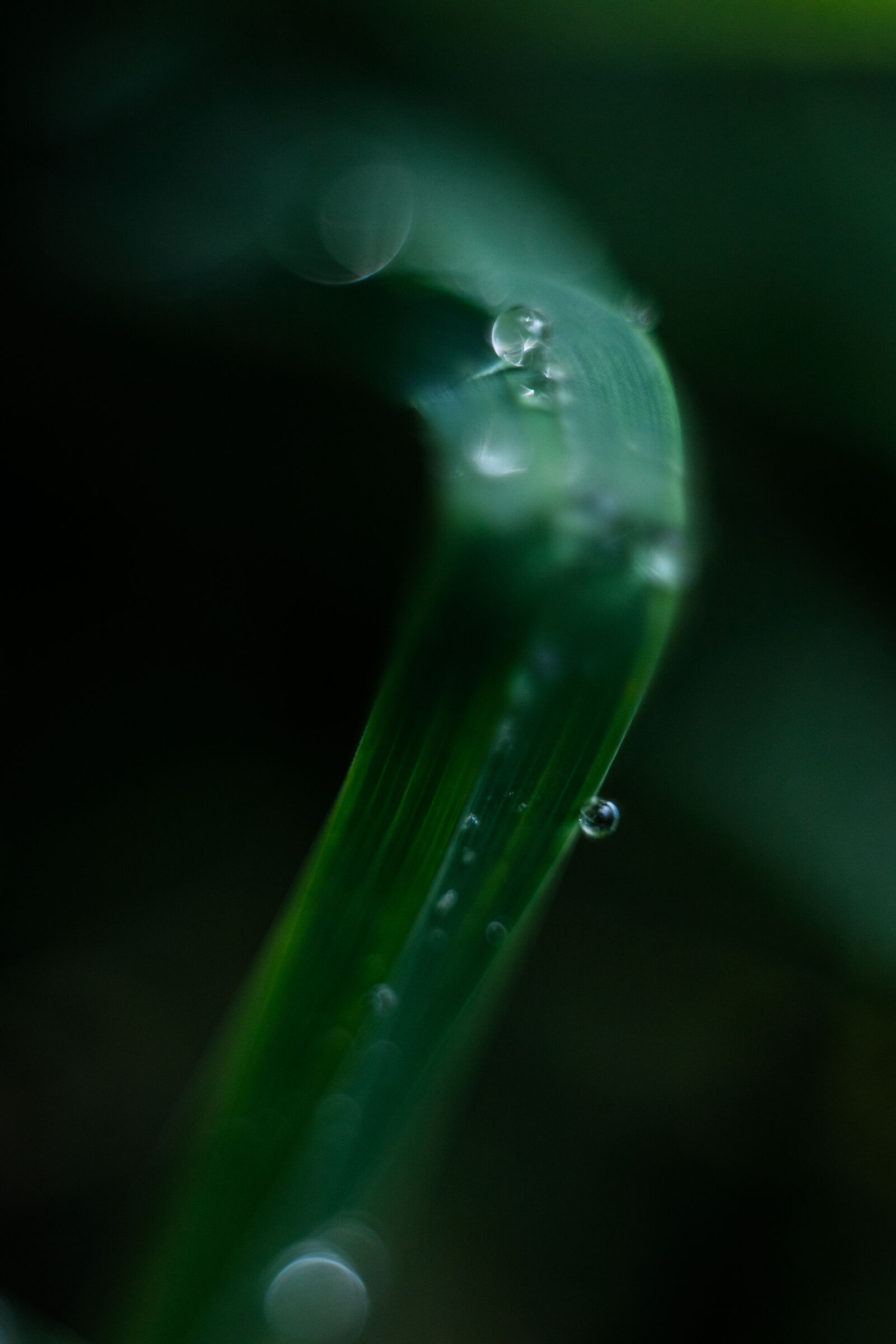 Dew