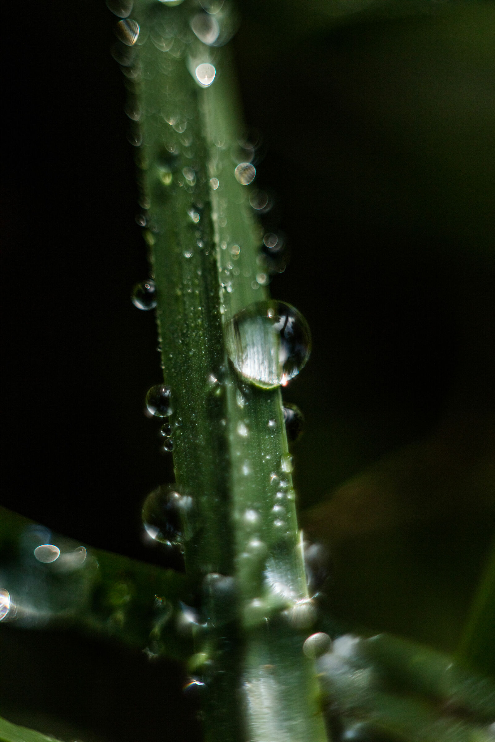 Dew