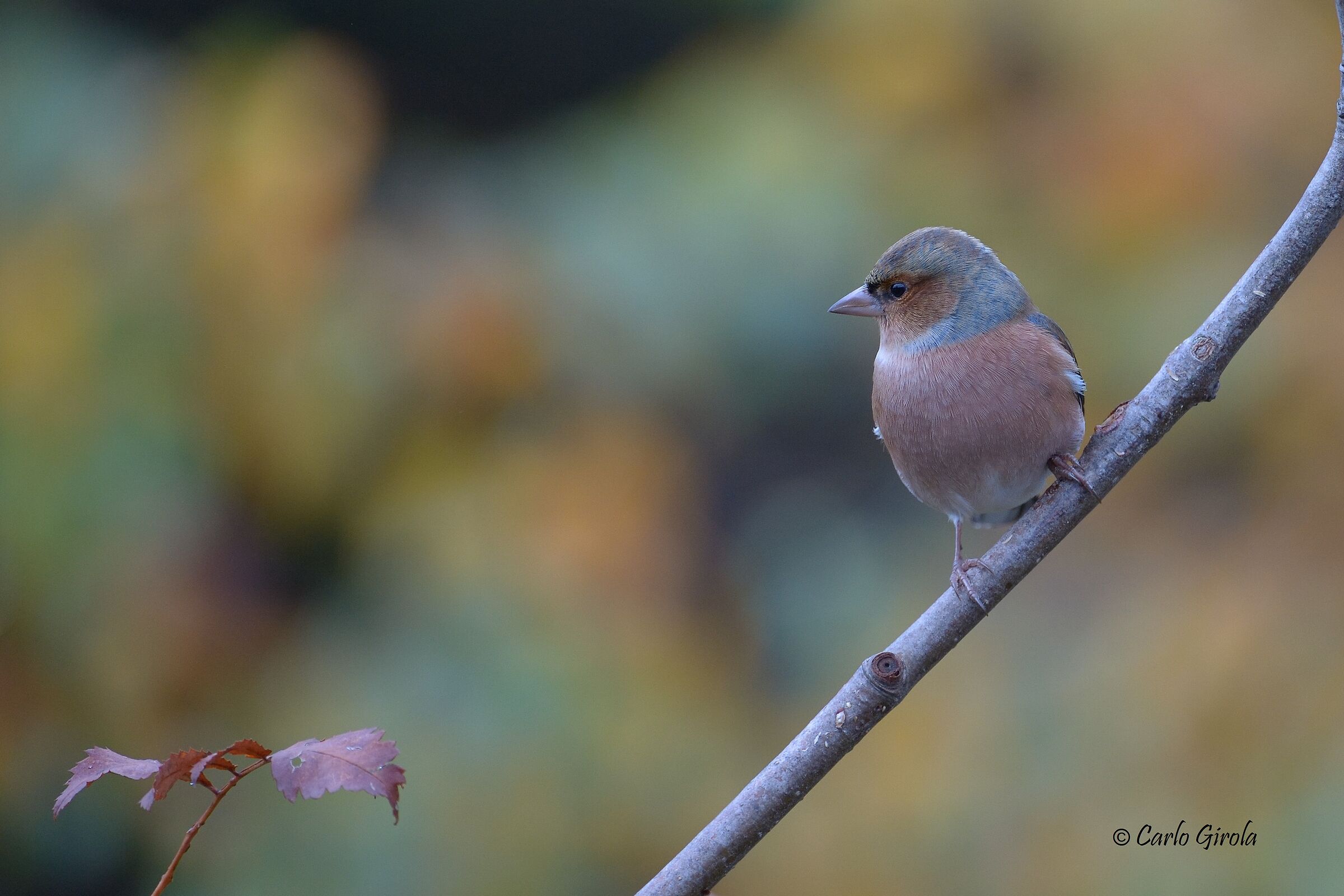 Fringuello (Fringilla coelebs) nei colori dell'autunno