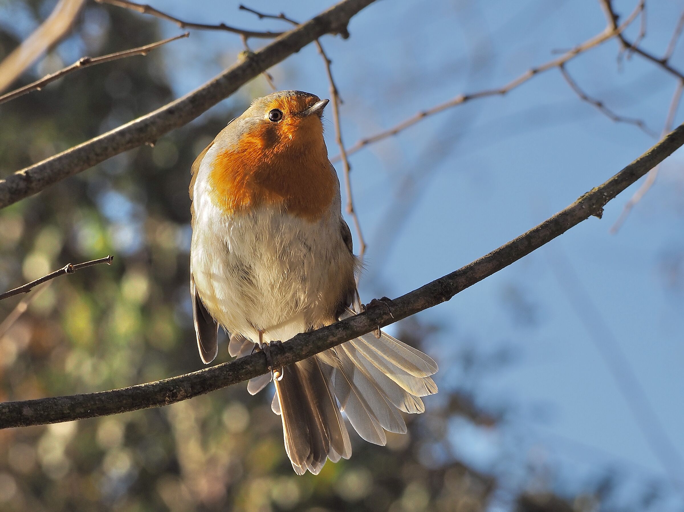The illuminated robin