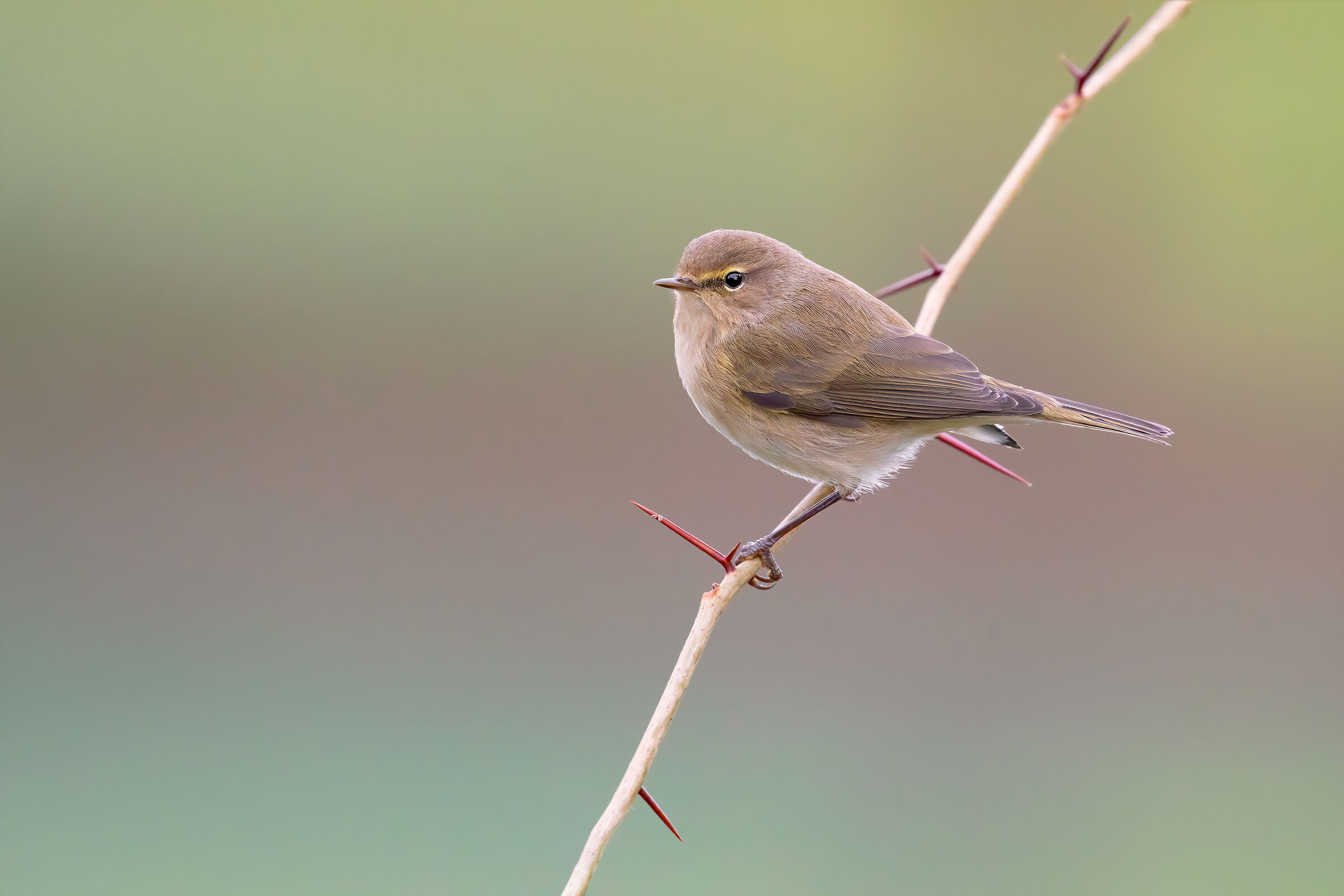 The colors of the rain (small luì)