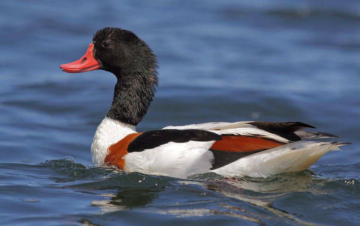 shelduck